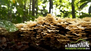 Mount Tambuyukon Expedition  